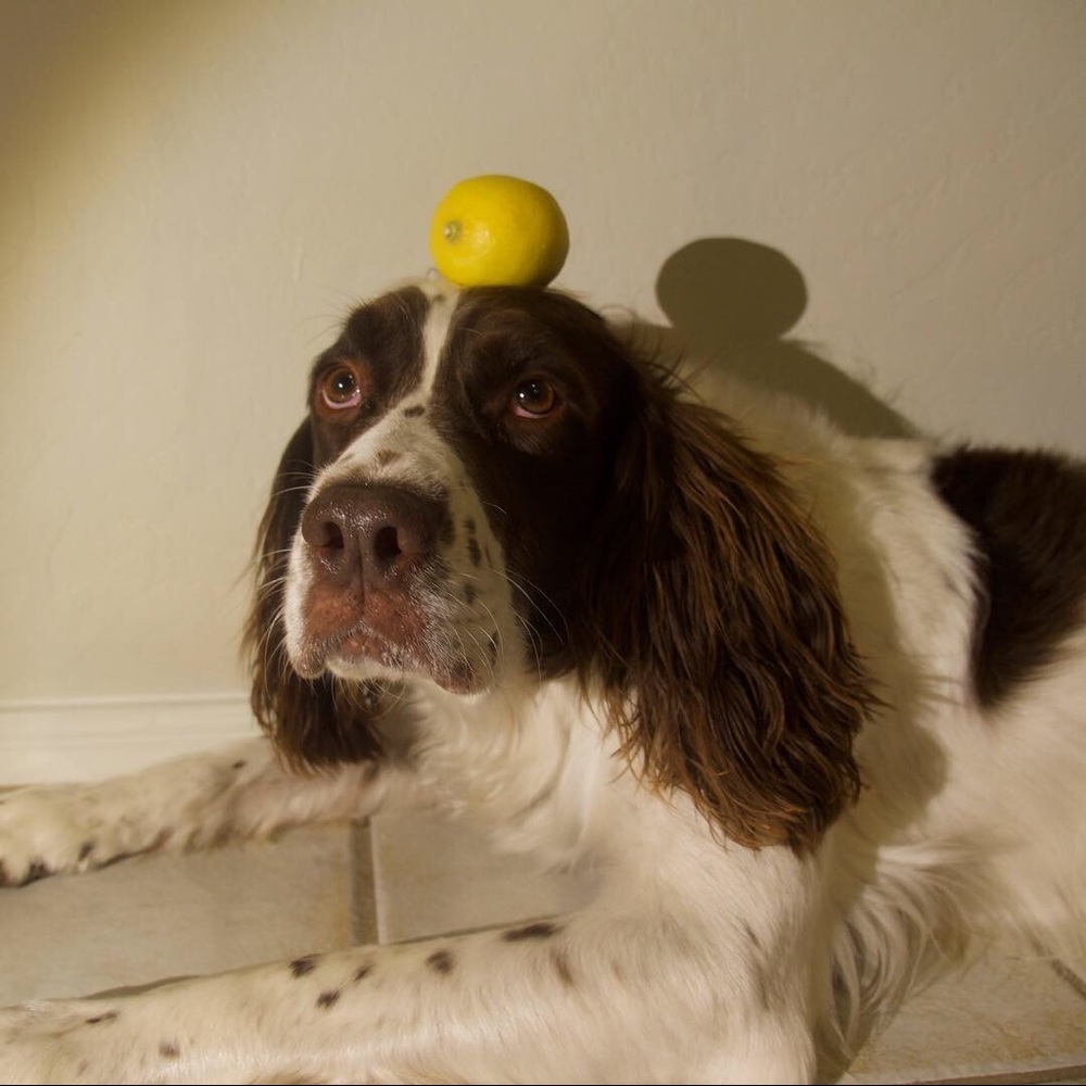 Meet your Posher, Zoey